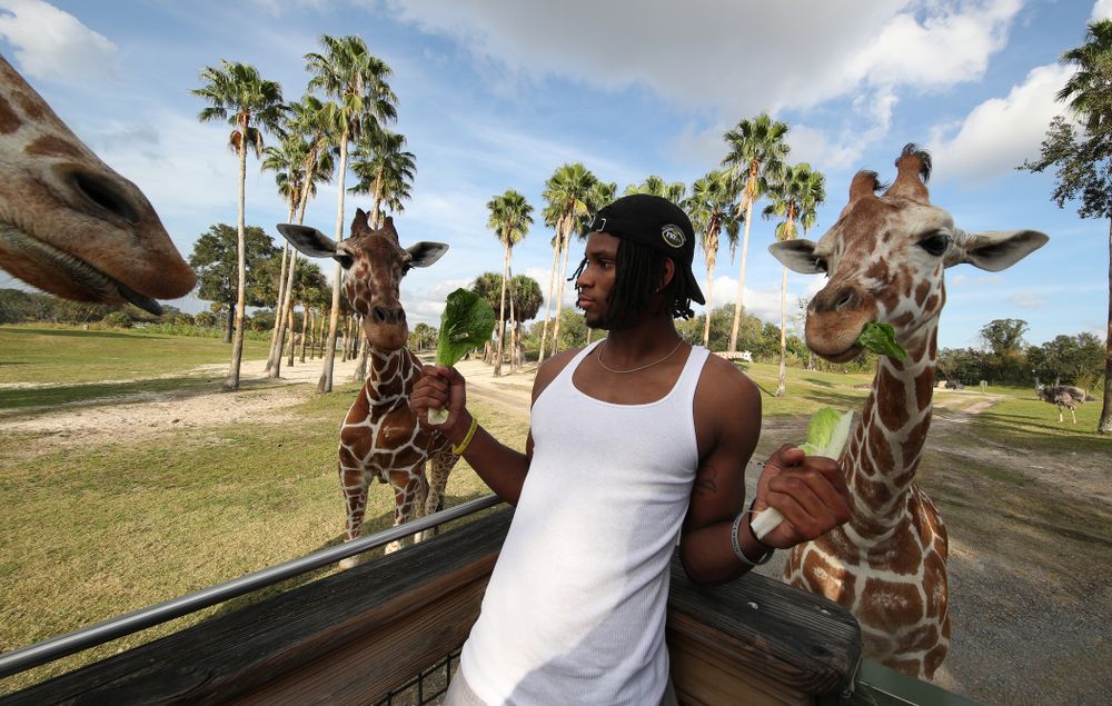Iowa Hawkeyes wide receiver Ihmir Smith-Marsette (6) feeds a giraffe during an Outback Bowl team event Saturday, December 29, 2018 at Busch Gardens in Tampa, FL. (Brian Ray/hawkeyesports.com)