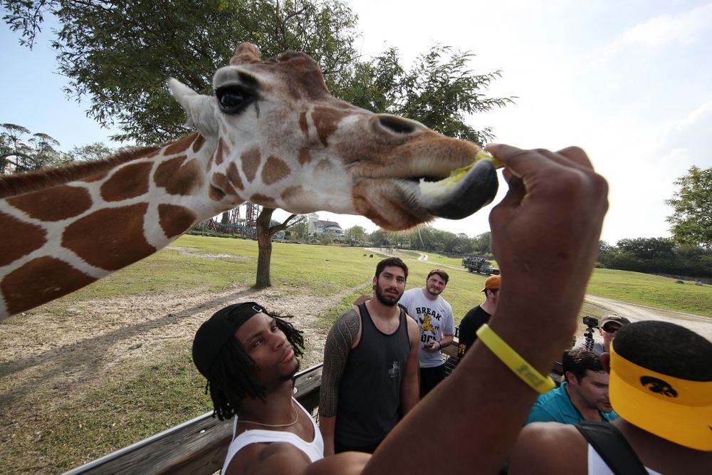 Iowa Hawkeyes wide receiver Ihmir Smith-Marsette (6) feeds a giraffe during an Outback Bowl team event Saturday, December 29, 2018 at Busch Gardens in Tampa, FL. (Brian Ray/hawkeyesports.com)