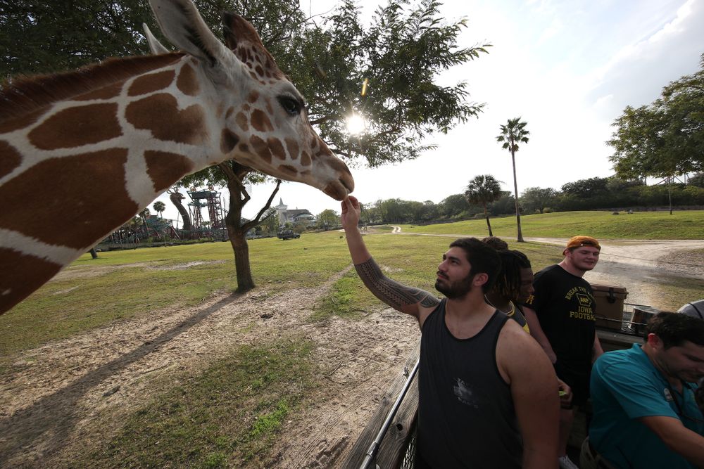 Iowa Hawkeyes defensive end A.J. Epenesa (94) feeds a giraffe during an Outback Bowl team event Saturday, December 29, 2018 at Busch Gardens in Tampa, FL. (Brian Ray/hawkeyesports.com)