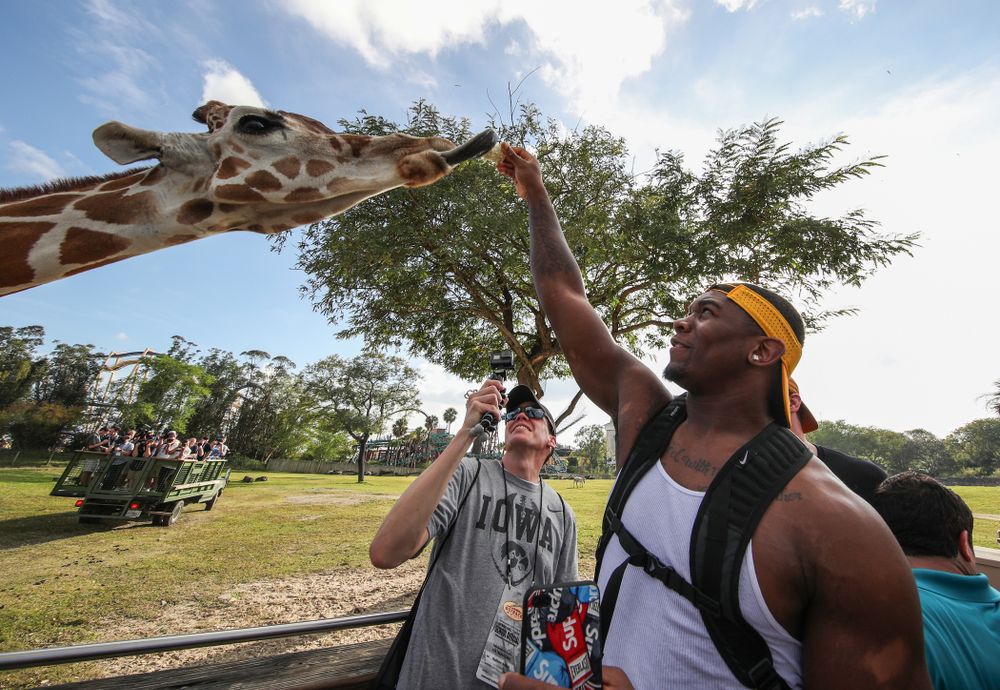 Iowa Hawkeyes defensive end Chauncey Golston (57) feeds a giraffe during an Outback Bowl team event Saturday, December 29, 2018 at Busch Gardens in Tampa, FL. (Brian Ray/hawkeyesports.com)
