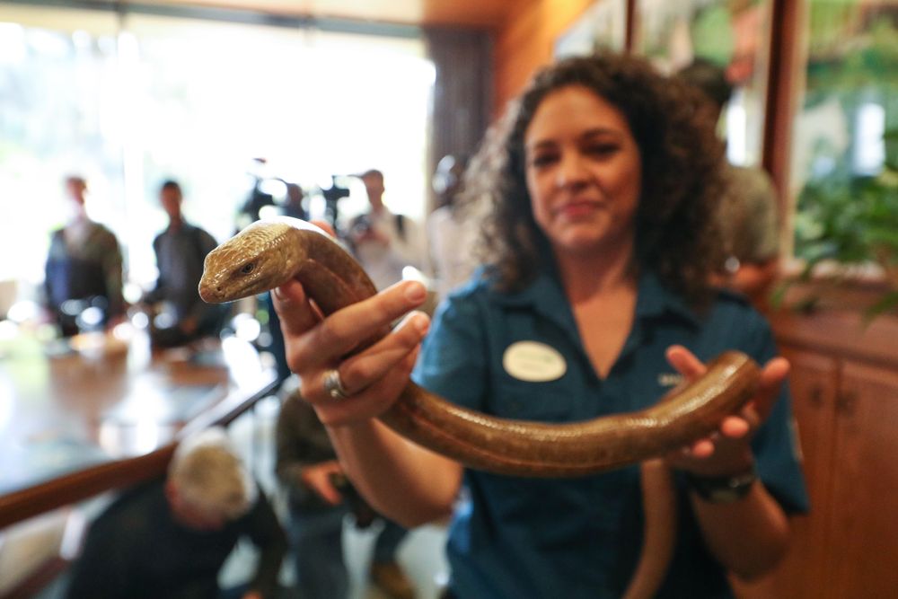 Iowa Hawkeyes offensive lineman Landan Paulsen (68), offensive lineman Levi Paulsen (66), linebacker Nick Niemann (49), and defensive lineman Cedrick Lattimore (95) check out a legless lizard during a trip to the San Diego Zoo Wednesday, December 25, 2019 in San Diego. (Brian Ray/hawkeyesports.com)