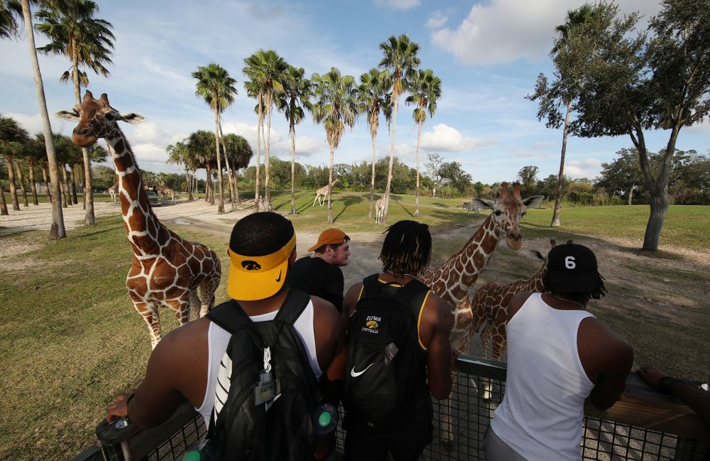 The Iowa Hawkeyes feed giraffes during an Outback Bowl team event Saturday, December 29, 2018 at Busch Gardens in Tampa, FL. (Brian Ray/hawkeyesports.com)