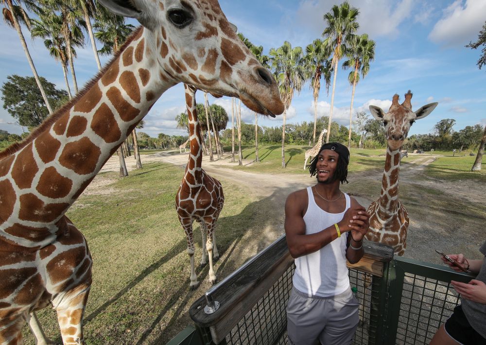 Iowa Hawkeyes wide receiver Ihmir Smith-Marsette (6) feeds a giraffe during an Outback Bowl team event Saturday, December 29, 2018 at Busch Gardens in Tampa, FL. (Brian Ray/hawkeyesports.com)