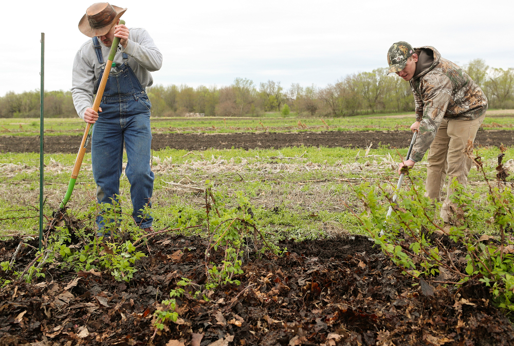 Iowa wrestlers work in the field for Grow: Johnson County at the Johnson County Historic Poor Farm during the 21st annual ISAAC Hawkeye Day of Caring in Iowa City on Sunday, Apr. 28, 2019. (Stephen Mally/hawkeyesports.com)