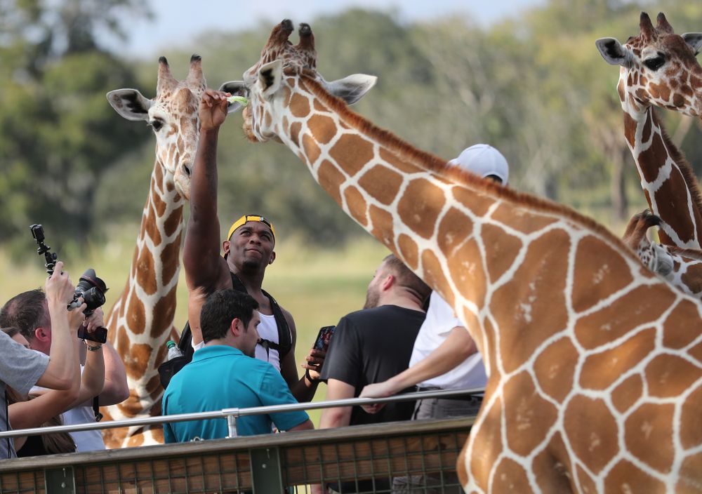 Iowa Hawkeyes defensive end Chauncey Golston (57) feeds a giraffe during an Outback Bowl team event Saturday, December 29, 2018 at Busch Gardens in Tampa, FL. (Darren Miller/hawkeyesports.com)