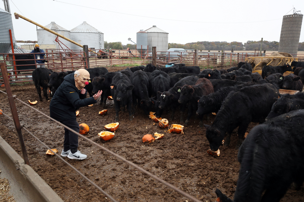 Wrestler Gavin Teasdale climbs into the cow pen during the teamÕs annual media day Wednesday, October 30, 2019 at Kroul Family Farms in Mount Vernon. (Brian Ray/hawkeyesports.com)