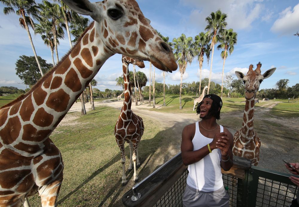 Iowa Hawkeyes wide receiver Ihmir Smith-Marsette (6) feeds a giraffe during an Outback Bowl team event Saturday, December 29, 2018 at Busch Gardens in Tampa, FL. (Brian Ray/hawkeyesports.com)