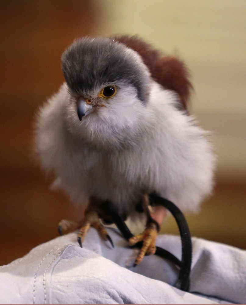 Members of the Hawkeye Football team check out pygmy falcon during a trip to the San Diego Zoo Wednesday, December 25, 2019 in San Diego. (Brian Ray/hawkeyesports.com)