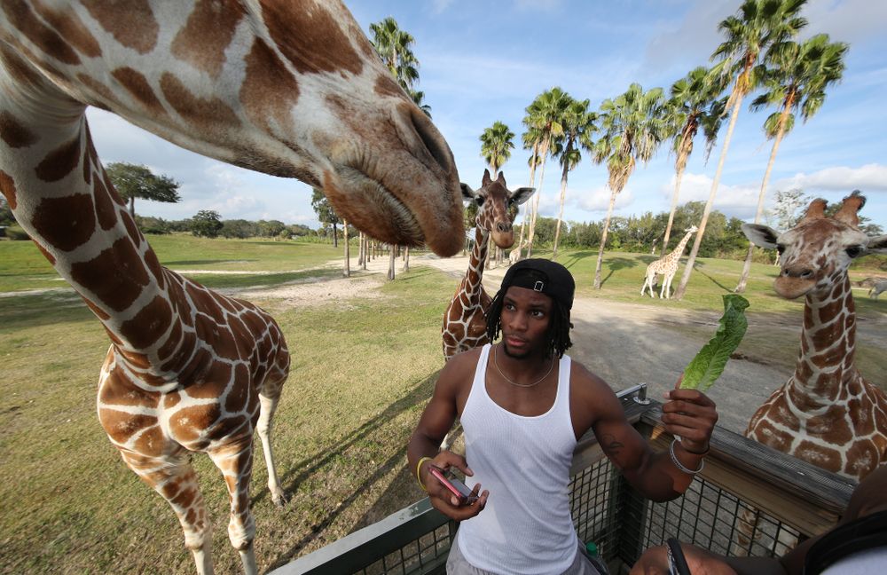 Iowa Hawkeyes wide receiver Ihmir Smith-Marsette (6) feeds a giraffe during an Outback Bowl team event Saturday, December 29, 2018 at Busch Gardens in Tampa, FL. (Brian Ray/hawkeyesports.com)