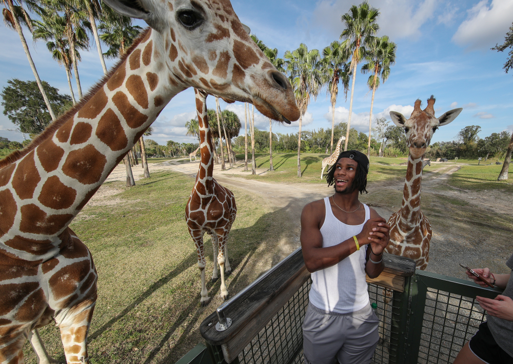 Iowa Hawkeyes wide receiver Ihmir Smith-Marsette (6) feeds a giraffe during an Outback Bowl team event Saturday, December 29, 2018 at Busch Gardens in Tampa, FL. (Brian Ray/hawkeyesports.com)