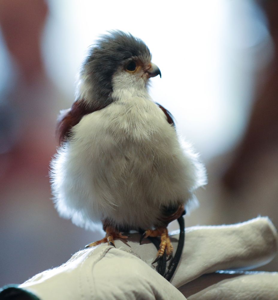 Members of the Hawkeye Football team check out pygmy falcon during a trip to the San Diego Zoo Wednesday, December 25, 2019 in San Diego. (Brian Ray/hawkeyesports.com)