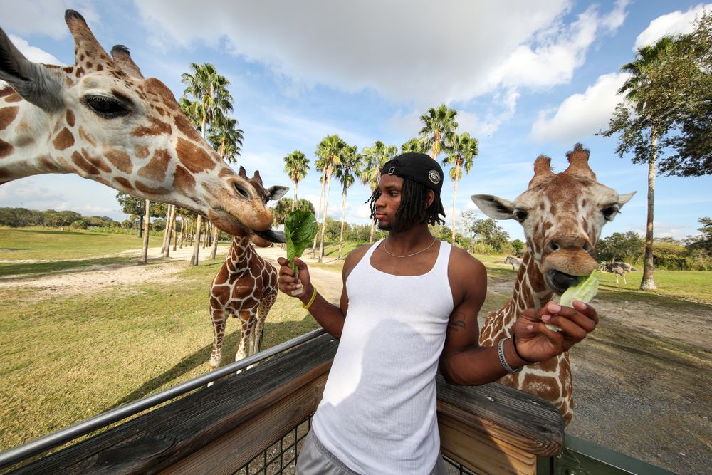 Iowa Hawkeyes wide receiver Ihmir Smith-Marsette (6) feeds a giraffe during an Outback Bowl team event Saturday, December 29, 2018 at Busch Gardens in Tampa, FL. (Brian Ray/hawkeyesports.com)